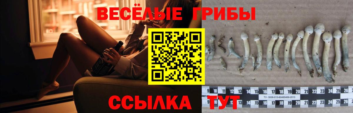 Псилоцибиновые грибы Psilocybe Чита